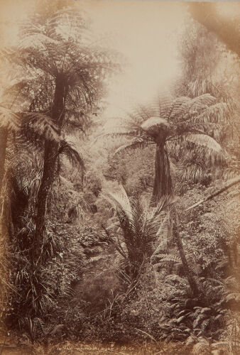 GEORGE VALENTINE In the Waitakeri [sic] Bush