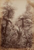 GEORGE VALENTINE In the Waitakeri [sic] Bush