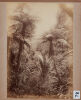GEORGE VALENTINE In the Waitakeri [sic] Bush - 2