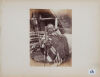 BURTON BROS Paetae at Whatiwhatihoe, King Country - 2