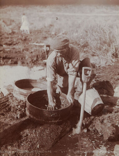 A J NORTHWOOD Native Washing Kauri Gum Chips