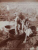 A J NORTHWOOD Native Washing Kauri Gum Chips