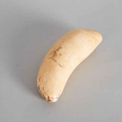 A Fijian Sperm Whale Tooth Tabua