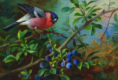 ARCHIBALD THORBURN Bullfinch and Blueberries