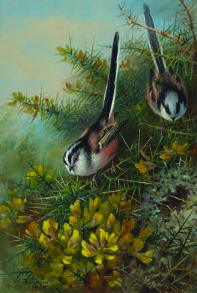 ARCHIBAL THORBURN Titmouse and Yellow Flowers