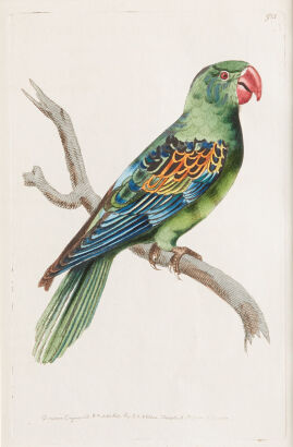 A Copper Engraving from "The Naturalists Miscellany" by George Shaw and Frederick Nodder