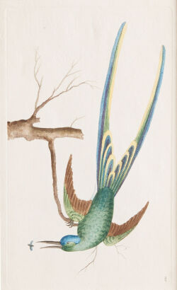 A Copper Engraving from "The Naturalists Miscellany" by George Shaw and Frederick Nodder