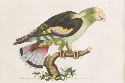 A Copper Engraving from "The Naturalists Miscellany" by George Shaw and Frederick Nodder