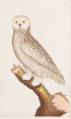 A Copper Engraving from "The Naturalists Miscellany" by George Shaw and Frederick Nodder