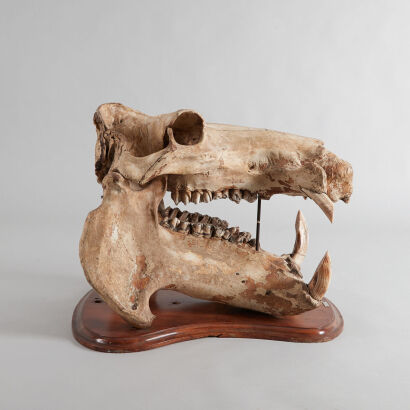 A Rare E. Gerrard & Sons Hippopotamus Skull - 1865