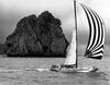 PHOTOGRAPHER UNKNOWN Lion New Zealand off Saul Rock, Whangarei