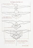 DON BINNEY The Descent of the Dove