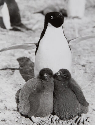 HERBERT POINTING Adelie Penguin and Chicks, Scott's Last Expedition