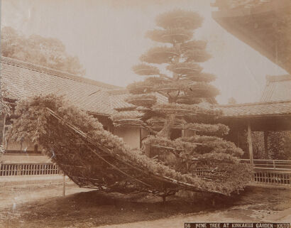 PHOTOGRAPHER UNKNOWN Pine Tree at Kinkakuji Garden, Kioto