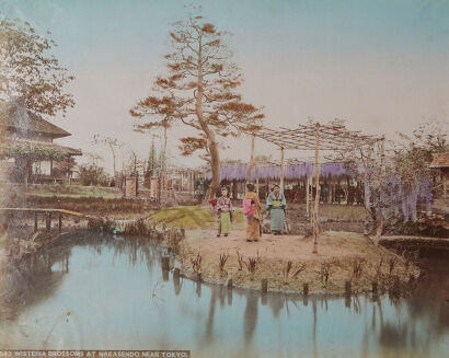 PHOTOGRAPHER UNKNOWN Wisteria Brossoms (sic) at Nakasendo, Tokyo