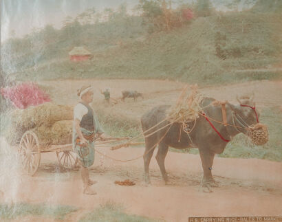 PHOTOGRAPHER UNKNOWN Carrying Rice Bales to Market