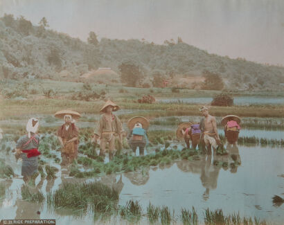 PHOTOGRAPHER UNKNOWN Rice Preparation