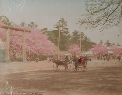 PHOTOGRAPHER UNKNOWN Cherry Blossoms Mukojima in Tokyo