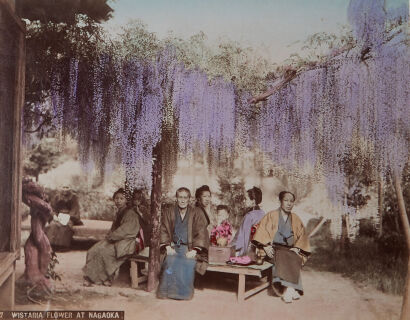 PHOTOGRAPHER UNKNOWN Wistaria Flowers at Nagaoka