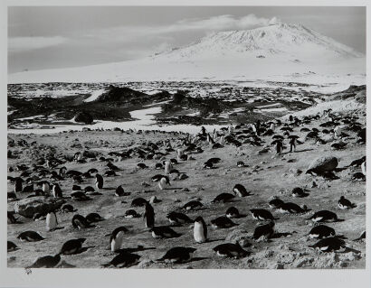 HERBERT PONTING Penguins with Mount Erebus in background