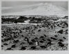 HERBERT PONTING Penguins with Mount Erebus in background