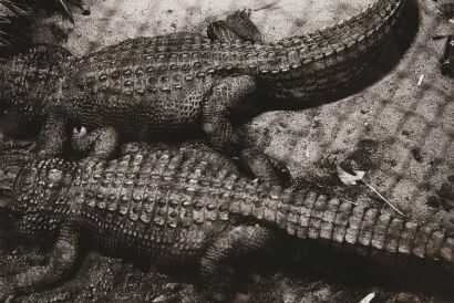 PETER PERYER Alligators, Auckland Zoo