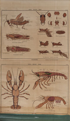 A Crayfish And Grasshopper Biology School Blind