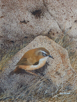 RAY WILSON Wren