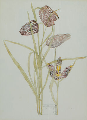 CHARLES RENNIE MACKINTOSH Fritillaria