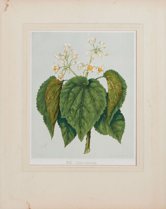 S FEATON Eight Botanical Prints