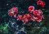 DEREK HENDERSON Red Damaged Camellias