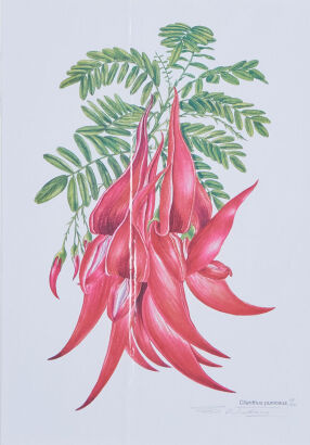 SUE WICKINSON Clianthus Puniceus