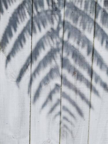 PETER PERYER Fern