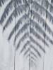 PETER PERYER Fern