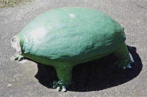 PETER PERYER Turtle