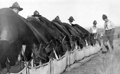 HORSE LINES AT SUTTON ARTILLERY CAMP