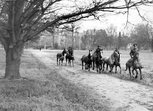 ROYAL NEW ZEALAND ARTILLERY HORSES EXERCISING IN HAGLEY PARK