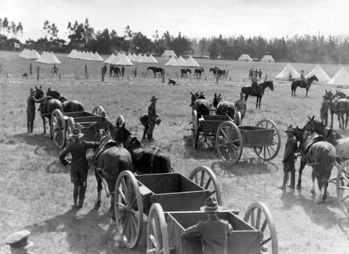 CHRISTCHURCH TERRITORIAL UNITS IN MILITARY CAMP AT RAKAIA