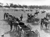 CHRISTCHURCH TERRITORIAL UNITS IN MILITARY CAMP AT RAKAIA