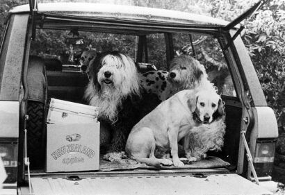 Paul McCartney's dogs, Auckland