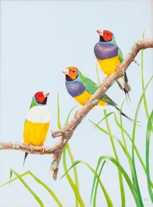 TONY CLARKE Birds