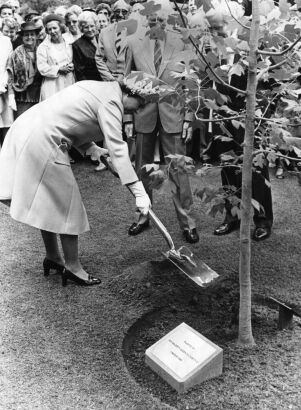 The Queen plants a tulip tree in Christchurch