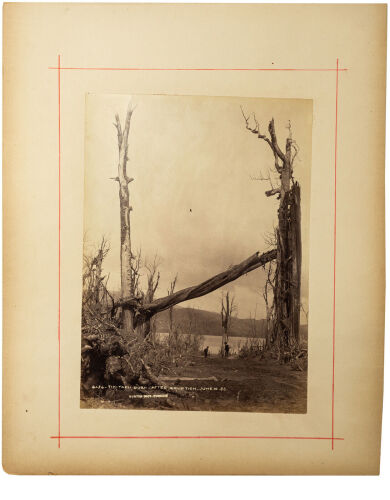 BURTON BROS, DUNEDIN Tikitapu Bush after Eruption, June 10 1886