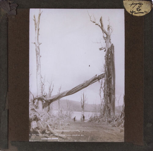 BURTON BROS, DUNEDIN Tikitapu Bush after Eruption, June 10, 1886