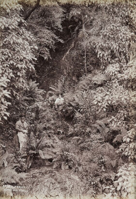 BURTON BROS, DUNEDIN Ferns, (possibly Waitakere Ranges)