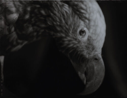 FIONA PARDINGTON Kaka