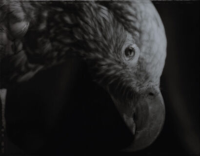 FIONA PARDINGTON Kaka