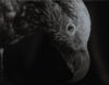 FIONA PARDINGTON Kaka