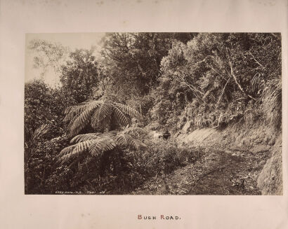 J. VALENTINE CO, DUNDEE Bush Road with pony trap, New Zealand