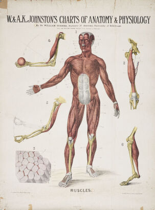 A W. & A.k. Johnstons Medical Chart